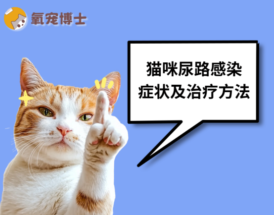 猫咪尿路感染的症状及治疗方法
