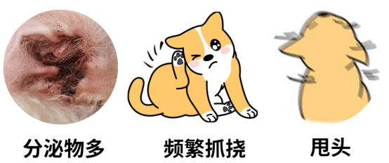 狗狗耳螨