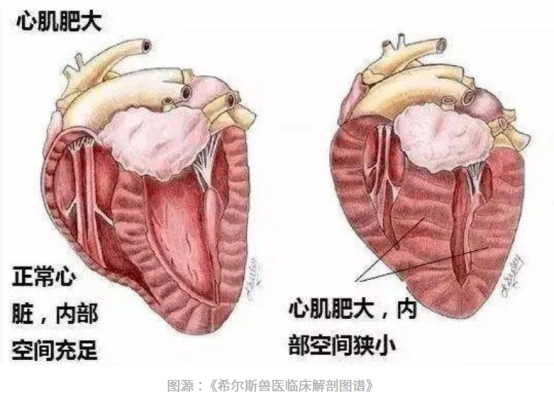 狗狗心脏肥大