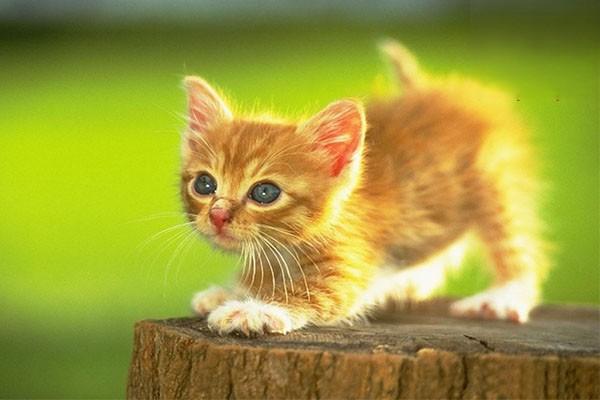 世界上最小的猫是什么猫
