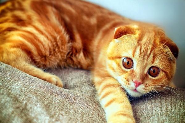 猫碗多久洗一次