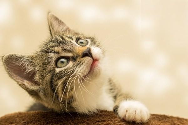 猫呕吐症状有哪些怎么区分