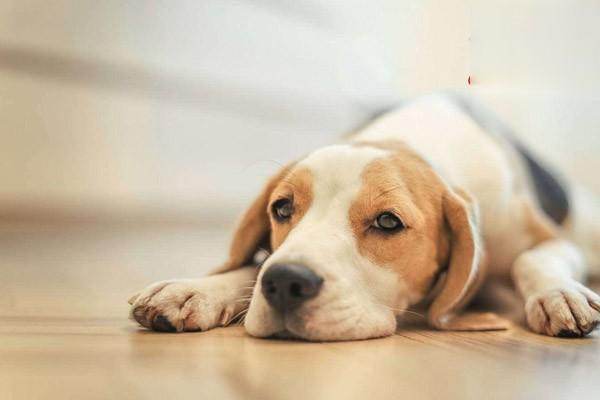 川东猎犬怎么训练