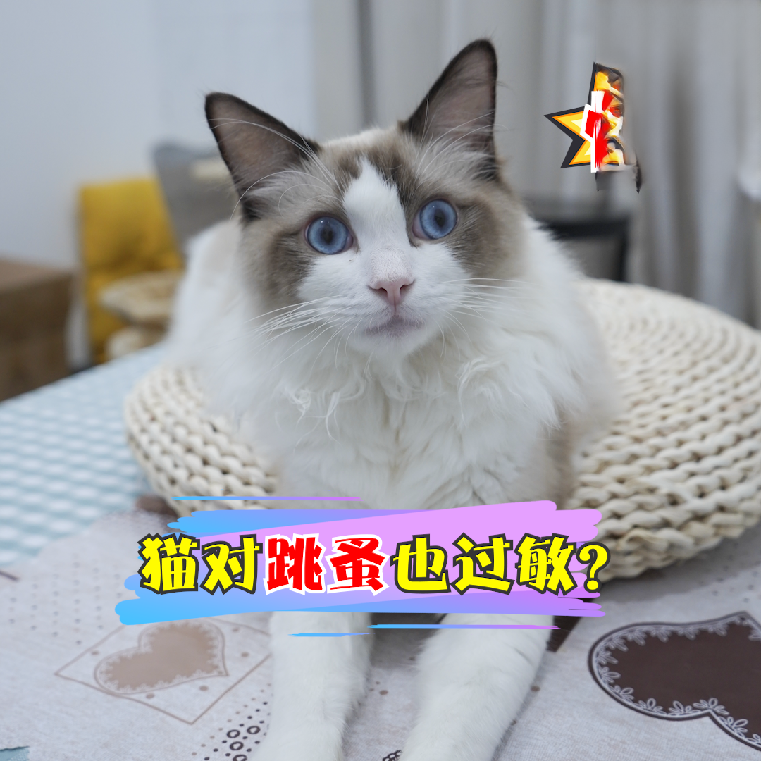 猫对跳蚤也过敏？