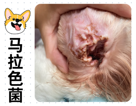 狗狗马拉色菌感染