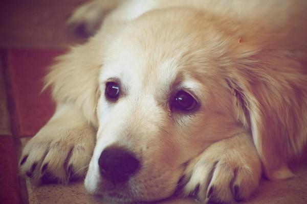 狗狗的眼睛有血丝是什么原因？