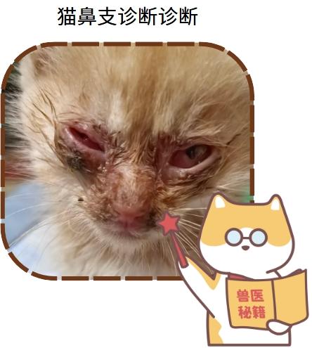 精准检测猫鼻支，保障宠物安全