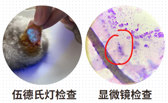猫癣怎么判断？