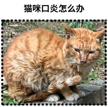 流浪猫口炎怎么办？学会这几招伸出援手！