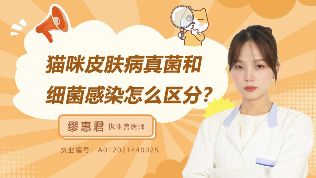 猫咪皮肤病真菌和细菌感染怎么区分？