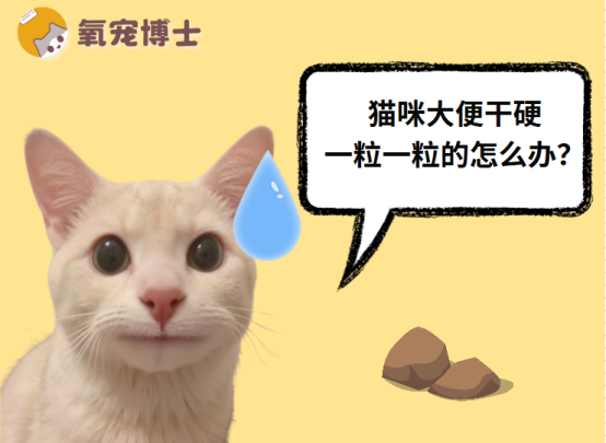 貓咪大便幹硬一粒一粒的？別慌，這樣解決超有效！
