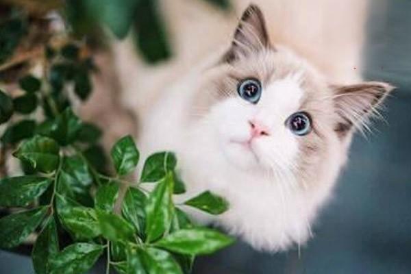 猫咪不接种疫苗会把病传染给人吗