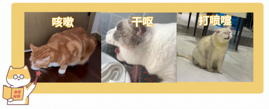 猫咪咳嗽吃什么药好？