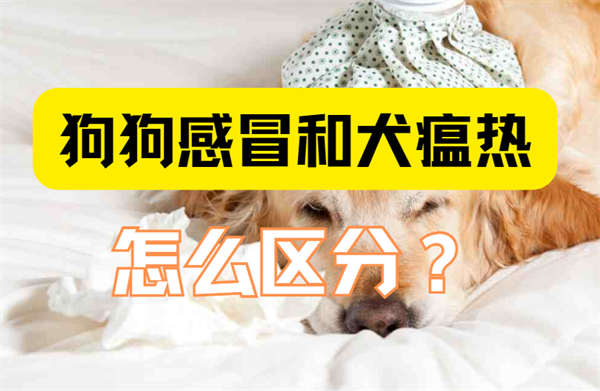 狗狗感冒和犬瘟热，千万不能搞错！