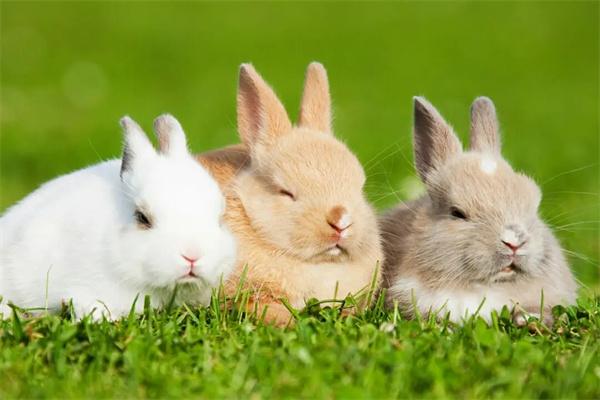 如何让兔子爱上吃草？