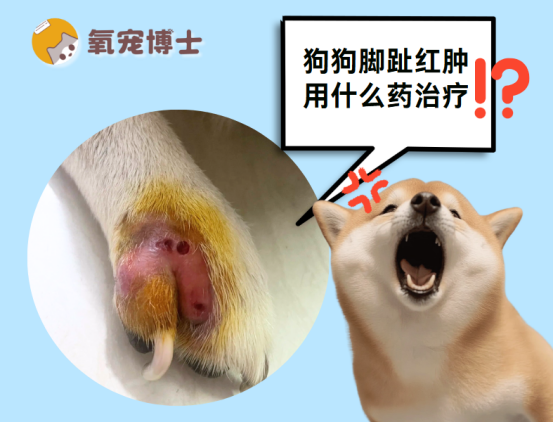 狗狗脚趾红肿用什么药治疗？