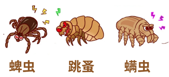 狗狗驅(qū)蟲