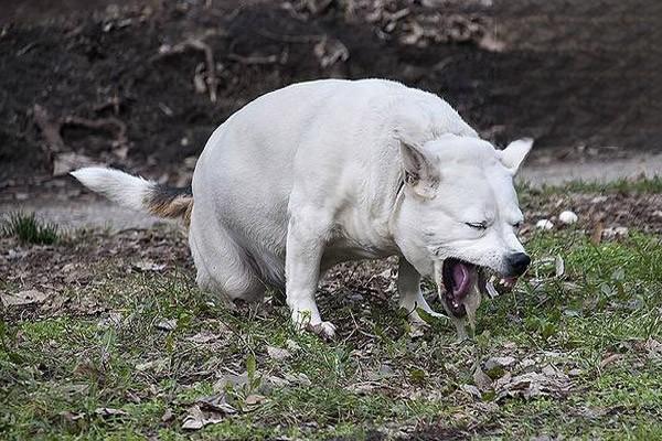 犬细小几天不死才能治愈..jpg