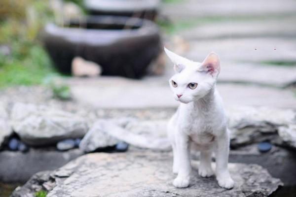 猫杯状病毒传染给猫吗 猫杯状病毒症状 