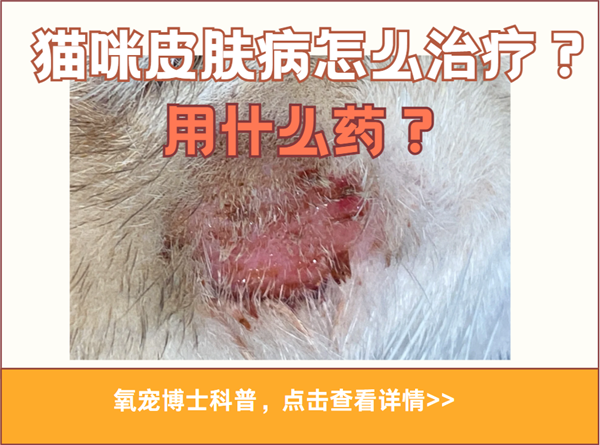 全方位解析：猫咪皮肤病怎么治疗用什么药？