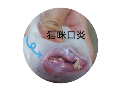 猫咪口腔溃疡