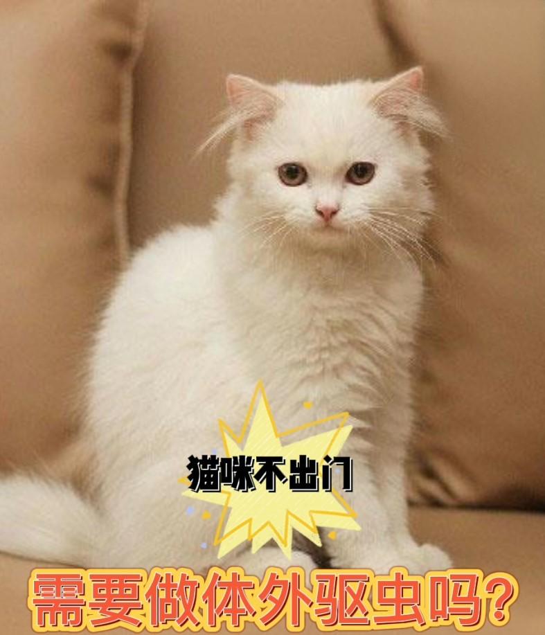 猫咪不出门需要定期做体外驱虫吗？