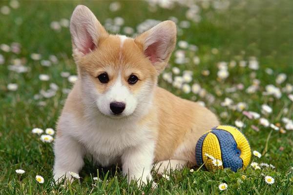 犬瘟热是什么？怎样进行预防和治疗
