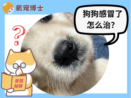 狗狗感冒了怎么治？详细用药及护理指南分享