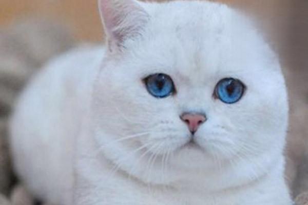 猫真菌感染怎么治.jpg