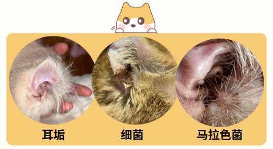 猫咪耳螨怎么区分