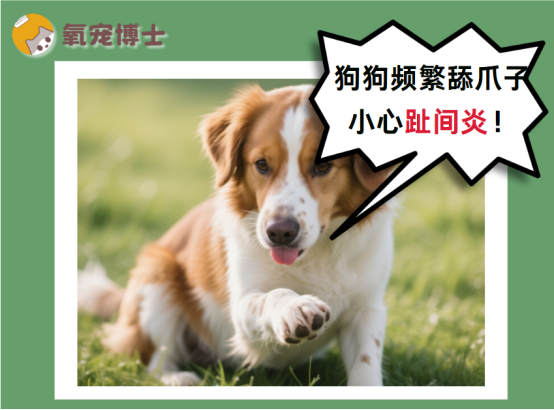 狗狗频繁舔爪子？小心趾间炎！