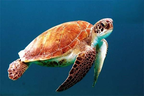 巴西龟的常见疾病有哪些？