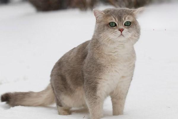 猫怕冷的表现
