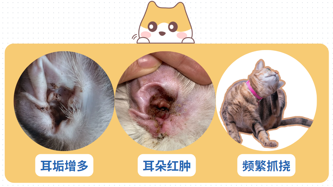 猫耳螨怎么清除？