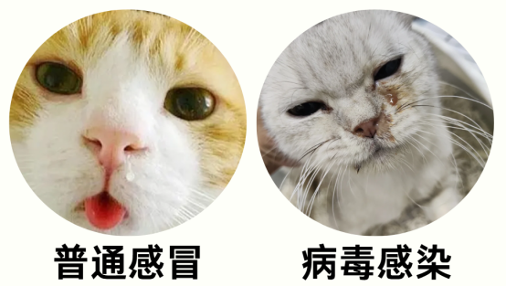 猫咪感冒的症状