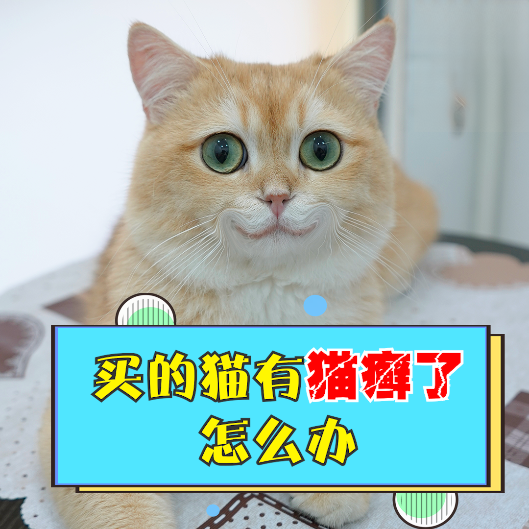 有猫癣的猫能买吗？