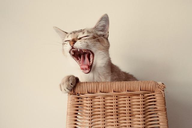 猫产后流血是怎么回事？正常还是危险，教你快速判断