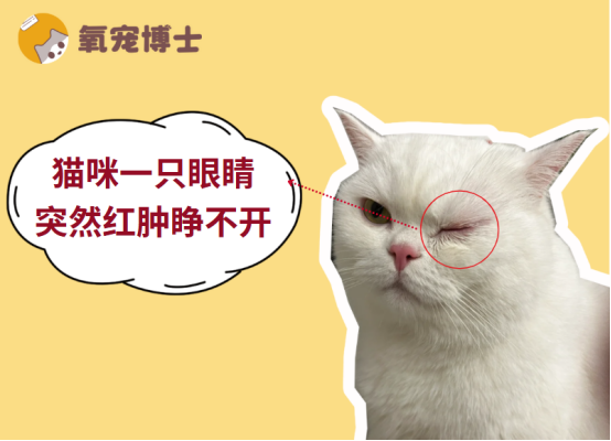 猫咪一只眼睛突然红肿睁不开用什么眼药水？