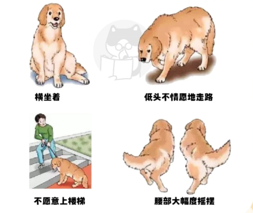 狗狗髋关节发育不良怎么办？