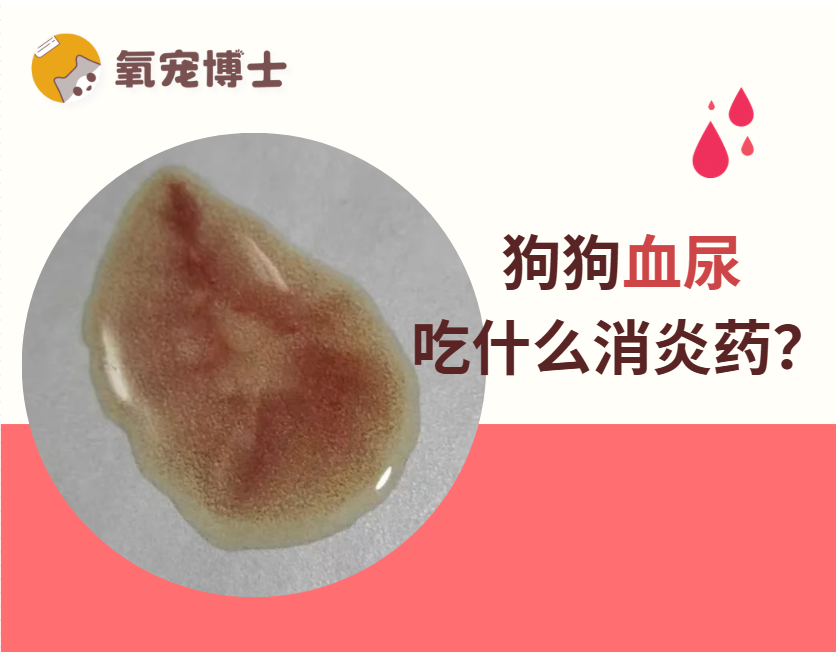 狗狗血尿别乱喂消炎药！正确应对方法看这里