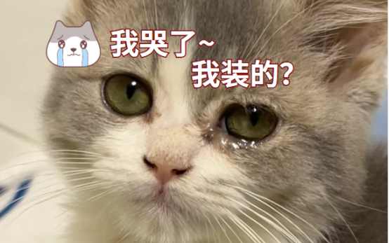 貓眼睛裏有淚水像哭了一樣