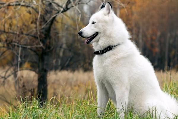 葡萄牙水犬幼犬外貌特征