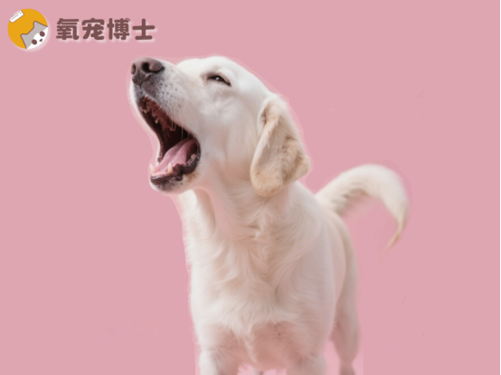 狗狗咳嗽吃什么藥？