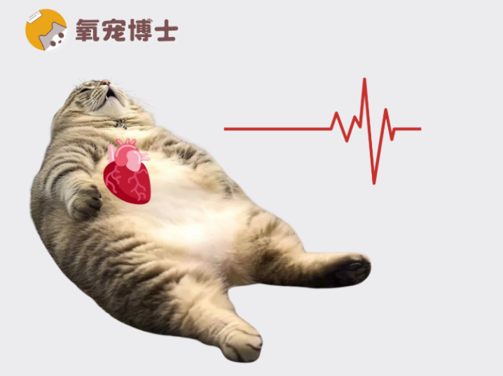 猫咪的正常心率是多少？