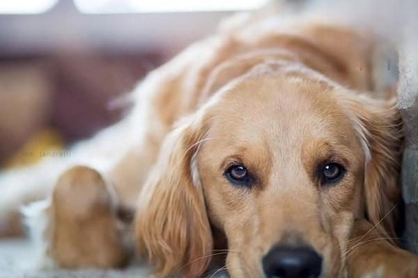 羅威納犬性格怎麼樣 羅威納犬外貌特征