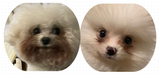 狗狗流眼淚有眼屎是什麼原因？