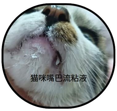 猫嘴流黏液的病因与用药指南