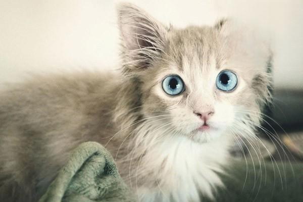 猫角膜炎猫眼睛疾病，猫角膜溃疡的治疗方法