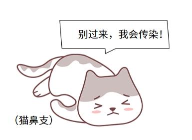 猫鼻支治愈攻略：科学养护，告别困扰！