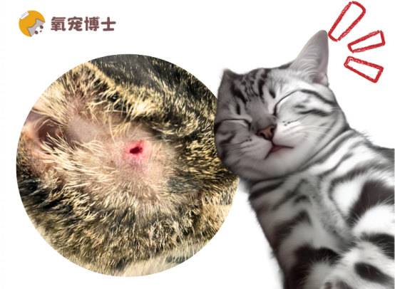 貓咪被咬傷了用什麼藥？一文避坑保平安